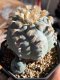 Lophophora Williamsii var Huizachi mother size 7 cm 23 years old seed ownroot flower seedling ロフォフォラ　烏羽玉　仔吹き サボテン