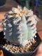 Lophophora Williamsii var Huizachi mother size 7 cm 23 years old seed ownroot flower seedling ロフォフォラ　烏羽玉　仔吹き サボテン