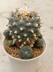 Lophophora Williamsii  7 cm 23 years old seed ownroot flower seedling ロフォフォラ　烏羽玉　仔吹き サボテン