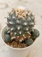 Lophophora Williamsii  7 cm 23 years old seed ownroot flower seedling ロフォフォラ　烏羽玉　仔吹き サボテン