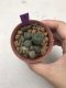 1 plant Lophophora williamsii Peyote plants-cactus-cacti-cactaceae