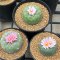 3 plant Lophophora Fricii  6-7 cm 15 years old seed ownroot flower seedling ロフォフォラ 烏羽玉　仔吹き サボテン