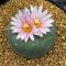 3 plant Lophophora Fricii  6-7 cm 15 years old seed ownroot flower seedling ロフォフォラ 烏羽玉　仔吹き サボテン