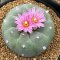 3 plant Lophophora Fricii  6-7 cm 15 years old seed ownroot flower seedling ロフォフォラ 烏羽玉　仔吹き サボテン