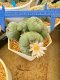 Lophophora Williamsii 6-7 cm 15 years old seed ownroot flower seedling ロフォフォラ 烏羽玉　仔吹き サボテン)