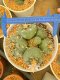 Lophophora Williamsii 6-7 cm 15 years old seed ownroot flower seedling ロフォフォラ 烏羽玉　仔吹き サボテン)