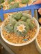 Lophophora Williamsii 6-7 cm 15 years old seed ownroot flower seedling ロフォフォラ 烏羽玉　仔吹き サボテン)