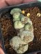 Lophophora Fricii 6-7 cm 15 years old seed ownroot flower seedling ロフォフォラ 烏羽玉　仔吹き サボテン