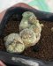 Lophophora Fricii 6-7 cm 15 years old seed ownroot flower seedling ロフォフォラ 烏羽玉　仔吹き サボテン