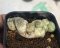 Lophophora Fricii 6-7 cm 15 years old seed ownroot flower seedling ロフォフォラ 烏羽玉　仔吹き サボテン