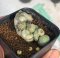 Lophophora Fricii 6-7 cm 15 years old seed ownroot flower seedling ロフォフォラ 烏羽玉　仔吹き サボテン