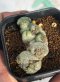 Lophophora Fricii 6-7 cm 15 years old seed ownroot flower seedling ロフォフォラ 烏羽玉　仔吹き サボテン