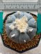 Lophophora Williamsii 5-7 cm 10 years old seed ownroot flower seedling ロフォフォラ 烏羽玉　仔吹き サボテン