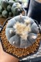 Lophophora Williamsii 5-7 cm 10 years old seed ownroot flower seedling ロフォフォラ 烏羽玉　仔吹き サボテン