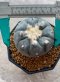 Lophophora Williamsii 5-7 cm 10 years old seed ownroot flower seedling ロフォフォラ 烏羽玉　仔吹き サボテン