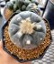 Lophophora Williamsii 5-7 cm 10 years old seed ownroot flower seedling ロフォフォラ 烏羽玉　仔吹き サボテン