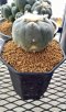 Lophophora Williamsii 5-7 cm 10 years old seed ownroot flower seedling ロフォフォラ 烏羽玉　仔吹き サボテン