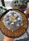 Lophophora Williamsii 5-7 cm 10 years old seed ownroot flower seedling ロフォフォラ 烏羽玉　仔吹き サボテン