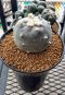 Lophophora Williamsii 5-7 cm 10 years old seed ownroot flower seedling ロフォフォラ 烏羽玉　仔吹き サボテン