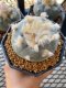 Lophophora Williamsii 5-7 cm 10 years old seed ownroot flower seedling ロフォフォラ 烏羽玉　仔吹き サボテン