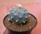 Lophophora Williamsii  6 cm 14 years old seed ownroot flower seedling ロフォフォラ　烏羽玉　仔吹き サボテン