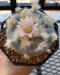 Lophophora Williamsii 5-7 cm 10 years old seed ownroot flower seedling ロフォフォラ 烏羽玉　仔吹き サボテン