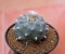 Lophophora Williamsii  6 cm 14 years old seed ownroot flower seedling ロフォフォラ　烏羽玉　仔吹き サボテン