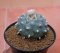 Lophophora Williamsii  6 cm 14 years old seed ownroot flower seedling ロフォフォラ　烏羽玉　仔吹き サボテン
