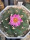 Lophophora Jourdaneana  6 cm 14 years old seed ownroot flower seedling ロフォフォラ　烏羽玉　仔吹き サボテン