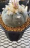 Lophophora Williamsii 5-7 cm 10 years old seed ownroot flower seedling ロフォフォラ 烏羽玉　仔吹き サボテン