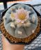 Lophophora Williamsii 5-7 cm 10 years old seed ownroot flower seedling ロフォフォラ 烏羽玉　仔吹き サボテン