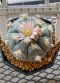 Lophophora Williamsii 5-7 cm 10 years old seed ownroot flower seedling ロフォフォラ 烏羽玉　仔吹き サボテン