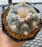 Lophophora Williamsii 5-7 cm 10 years old seed ownroot flower seedling ロフォフォラ 烏羽玉　仔吹き サボテン