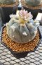 Lophophora Williamsii 5-7 cm 10 years old seed ownroot flower seedling ロフォフォラ 烏羽玉　仔吹き サボテン