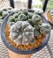 Lophophora Williamsii 5-7 cm 10 years old seed ownroot flower seedling ロフォフォラ 烏羽玉　仔吹き サボテン