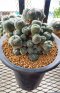 Lophophora Williamsii 5-7 cm 10 years old seed ownroot flower seedling ロフォフォラ 烏羽玉　仔吹き サボテン