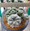 Lophophora Williamsii 5-7 cm 10 years old seed ownroot flower seedling ロフォフォラ 烏羽玉　仔吹き サボテン