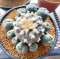 Lophophora Williamsii 5-7 cm 10 years old seed ownroot flower seedling ロフォフォラ 烏羽玉　仔吹き サボテン