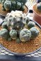 Lophophora Williamsii 5-7 cm 10 years old seed ownroot flower seedling ロフォフォラ 烏羽玉　仔吹き サボテン