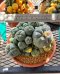 Lophophora Williamsii 5-7 cm 10 years old seed ownroot flower seedling ロフォフォラ 烏羽玉　仔吹き サボテン