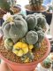 Lophophora Williamsii 5-7 cm 10 years old seed ownroot flower seedling ロフォフォラ 烏羽玉　仔吹き サボテン