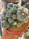 Lophophora Williamsii 5-7 cm 10 years old seed ownroot flower seedling ロフォフォラ 烏羽玉　仔吹き サボテン