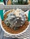 Lophophora Williamsii 5-7 cm 10 years old seed ownroot flower seedling ロフォフォラ 烏羽玉　仔吹き サボテン