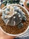 Lophophora Williamsii 5-7 cm 10 years old seed ownroot flower seedling ロフォフォラ 烏羽玉　仔吹き サボテン