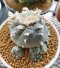 Lophophora Williamsii 5-7 cm 10 years old seed ownroot flower seedling ロフォフォラ 烏羽玉　仔吹き サボテン