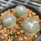 Lophophora alberto-vojtechii 3 cm 15 years old seed ownroot flower seedling ロフォフォラ　烏羽玉　仔吹き サボテン