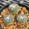 Lophophora alberto-vojtechii 3 cm 15 years old seed ownroot flower seedling ロフォフォラ　烏羽玉　仔吹き サボテン