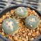 Lophophora alberto-vojtechii 3 cm 15 years old seed ownroot flower seedling ロフォフォラ　烏羽玉　仔吹き サボテン