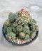 Lophophora Jourdaniana 12 cm 22 years old seed ownroot flower seedling ロフォフォラ 烏羽玉　仔吹き サボテン