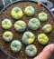 Lophophora Fricii 4-5 cm 12 years old seed ownroot flower seedling ロフォフォラ 烏羽玉　仔吹き サボテン